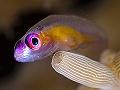 Poissons marins