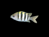 Abudefduf vaigiensis 2-3 cm