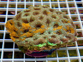 Acanthastrea echinata Golden Mosaic