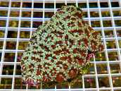 Acanthastrea lordhowensis Ruby storm