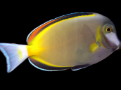 Acanthurus japonicus M