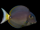 Acanthurus leucocheilus 5-8 cm