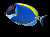Acanthurus leucosternon 8-12 cm