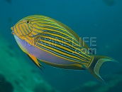 Acanthurus lineatus M/L