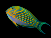 Acanthurus lineatus 8-12cm