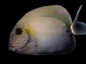 Acanthurus maculiceps 12-18 cm