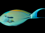Acanthurus nigricauda 8-12 cm