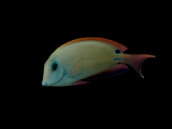 Acanthurus nigrofuscus 5-8 cm