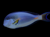 Acanthurus sohal S ou M RARE MER ROUGE