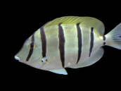 Acanthurus triostegus 8-12 cm