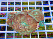 Actinodiscus striata green
