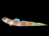 Amblyeleotris yanoi M