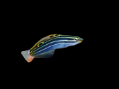 Amblygobius hectori M