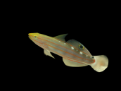Amblygobius rainfordi M