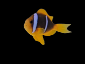 Amphiprion chrysopterus M