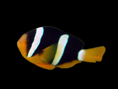 Amphiprion clarkii Male 3-4 cm Red
