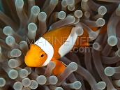 Amphiprion ocellaris S/M