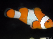 Amphiprion ocellaris M