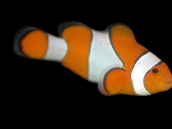Amphiprion ocellaris 5-7 cm