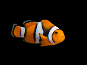 Amphiprion percula 3-5 cm Noir. Grade A