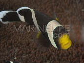 Amphiprion polymnus 4-6cm