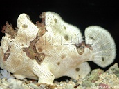 Antennarius maculatus M