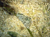 Aplysia spp. 10-12 cm
