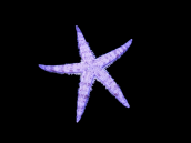 Archaster typicus 6-10 cm