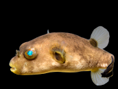 Arothron immaculatus 5-10 cm