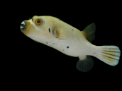 Arothron nigropunctatus 10-15 cm