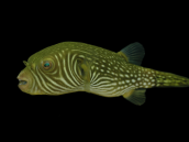 Arothron reticularis 10-15 cm