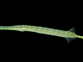 Aulostomus chinensis 20-30 cm Gris