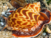 Babylonia sp. S
