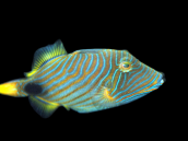 Balistapus undulatus 8-12 cm