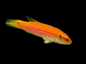 Bodianus bimaculatus <4 cm