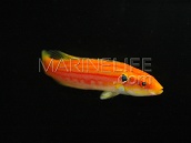 Bodianus bimaculatus Adulte M