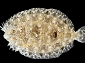 Bothus spp. 8-12 cm