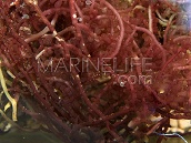 Botryocladia sp. M Red