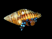 Calcinus elegans 2-3cm Lot de 3