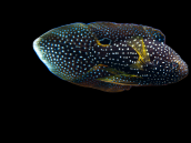 Calloplesiops argus 10-15 cm