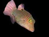 Canthigaster solandri 3-4 cm