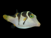 Canthigaster valentini 4-6 cm