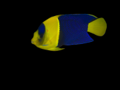 Centropyge bicolor M