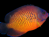 Centropyge bispinosa M