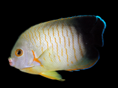 Centropyge eibli 5-8 cm