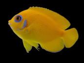 Centropyge flavissima M