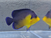 Centropyge venusta 8-10cm