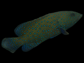 Cephalopholis argus 10-15 cm