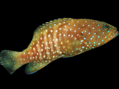 Cephalopholis cyanostigma 12-15 cm