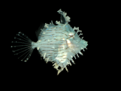 Chaetodermis penicilligerus 8-12 cm